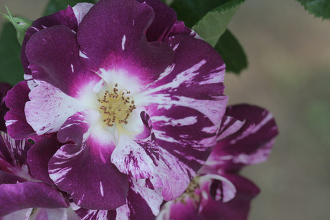 パープル　スプラッシュ4492