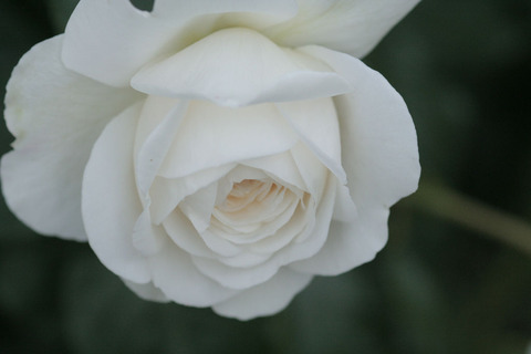 トランクウィリティ4428