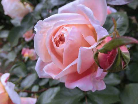 マダム　クラウド　オリビエsCIMG4974