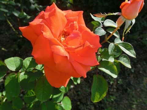 スケルツォsCIMG6700