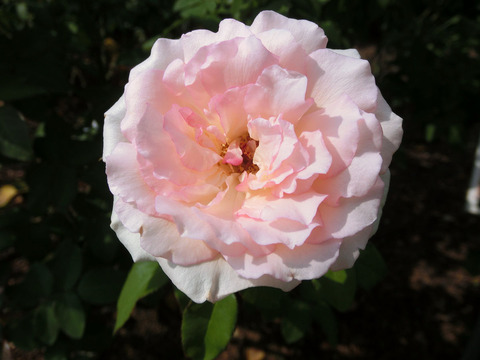 ルイの涙sCIMG6365