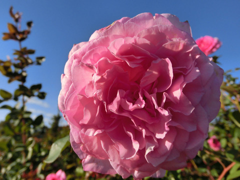 ビバリーsCIMG8619