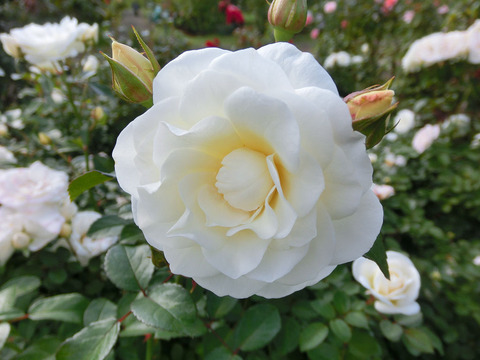 コケット　ロマンティカsCIMG5869