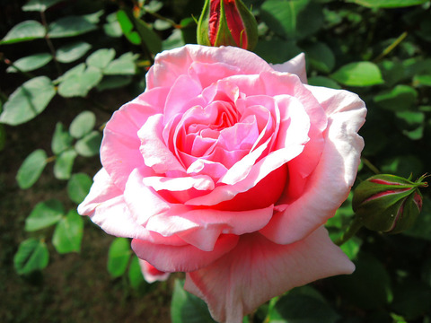 レディ　アリス　スタンレーsDSCN5748