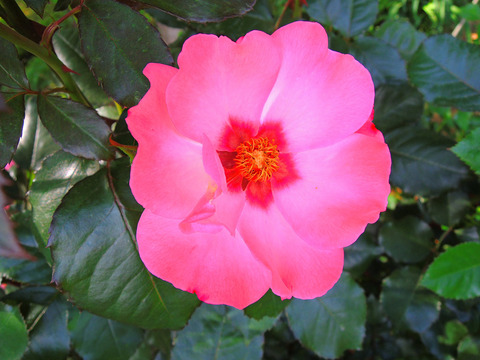 アリッサ　プリンセス　オブ　フェニキュアsDSCN5705