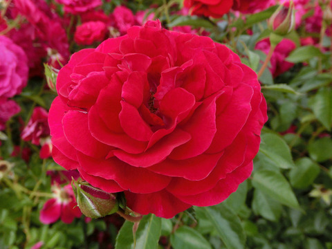 ディープ　ボルドーsCIMG5390