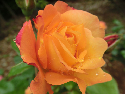 スヴニール　ドゥ　アンネフランクsCIMG6176