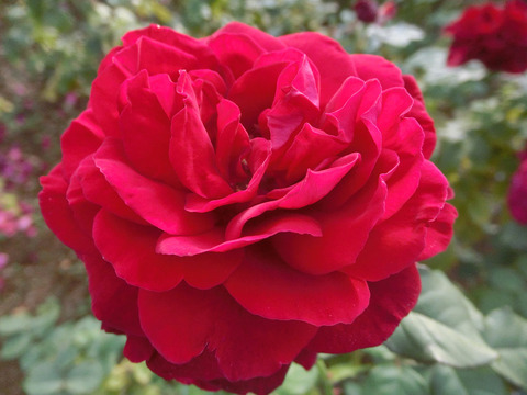 ゴスペルsCIMG8216