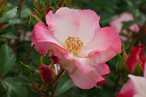 はながすみ　花霞　（はながすみ）sDSCF2506