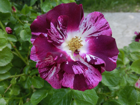 パープル　スプラッシュsCIMG4122