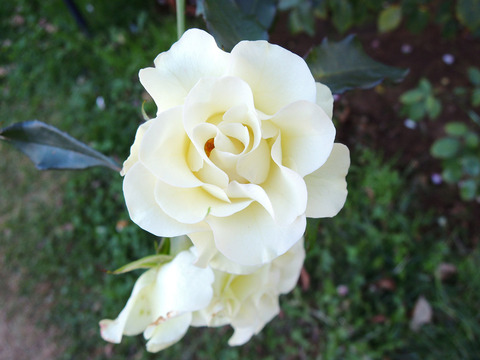 りょっこう　緑光6603