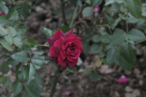 ジプシー　ソウルsIMG_5471