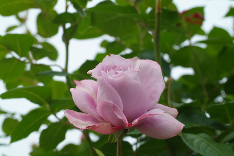 ノヴァーリスsDSCF2559