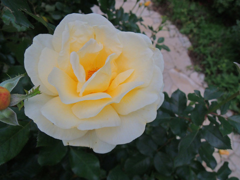 アンドレ　グランディエ6276