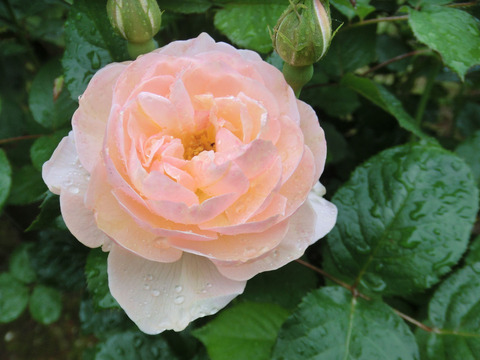 ザ　シェバーデスsCIMG6073