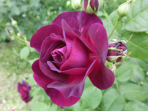 キアンチsCIMG4134