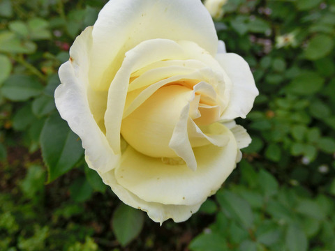 エリナsCIMG4767