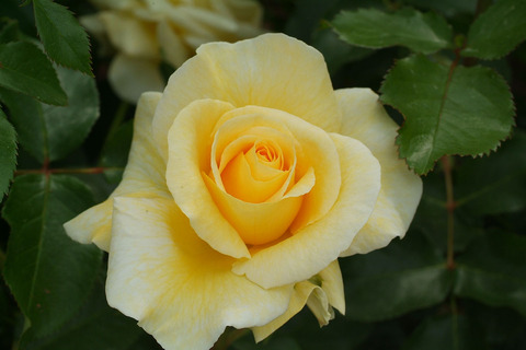 アンドレ　グランディエsDSCF2548