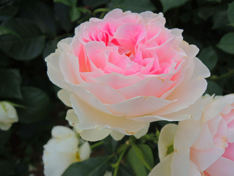 ホリデー　アイランド　ピオニーsDSCN7355