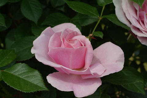 パフューム　ドレスsDSCF2141