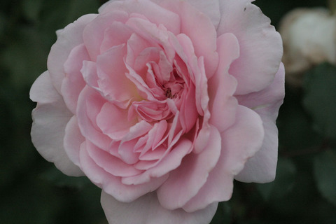 ぽぽぽちーくsIMG_6153