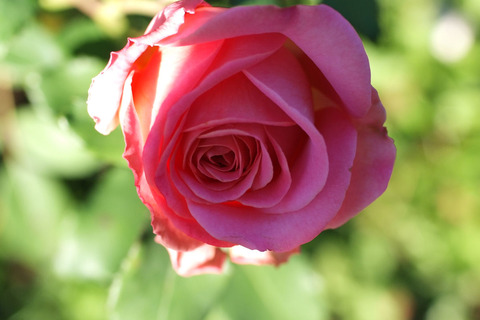 アシュリーsDSCF9889