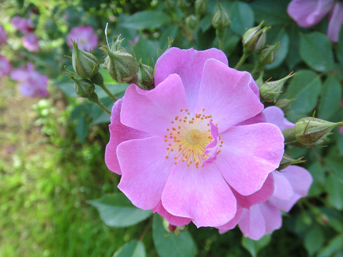 ラベンダー　ドリーム0455