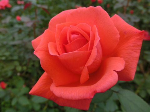 スーパー　スターsCIMG4711