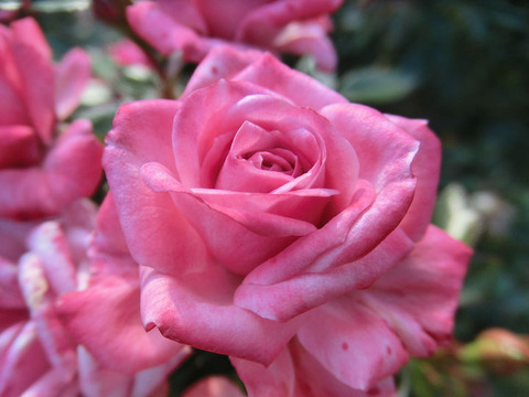 スージー　Ｑ5174