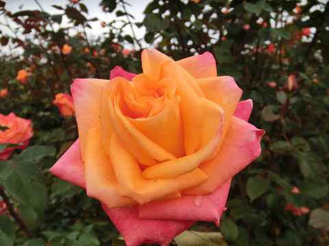 とこなつ常夏5266