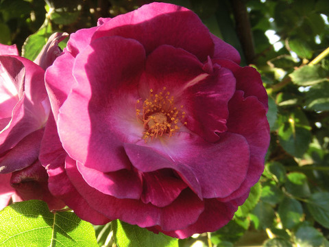 ソニャドール9126