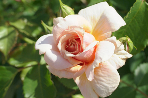 えみ　笑み　（えみ）sDSCF1086