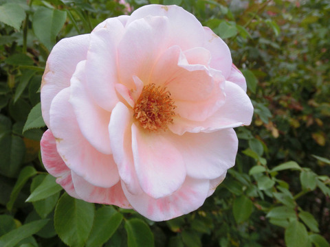 エイプリル　イン　パリsCIMG7206