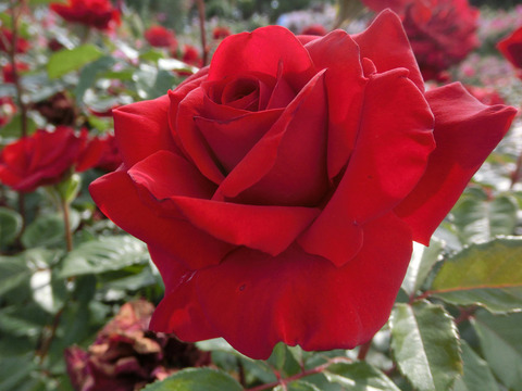 レッド　クイーンsCIMG5289