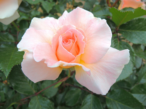 スプリング　コサージュsDSCN3908