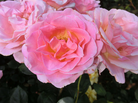 エルsCIMG5164