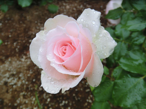 ヨハン　シュトラウスsCIMG6412