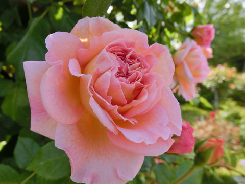 ワイフ　オブ　バスsCIMG4115