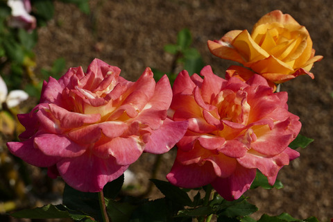 リオ　サンバs_1220254