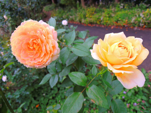 キャラメル　アンティークsDSCN0046