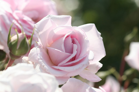 ホーム　＆　ガーデン9415