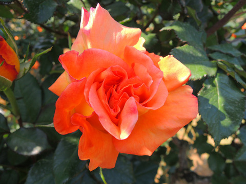 らくえん　楽園sDSCN4062