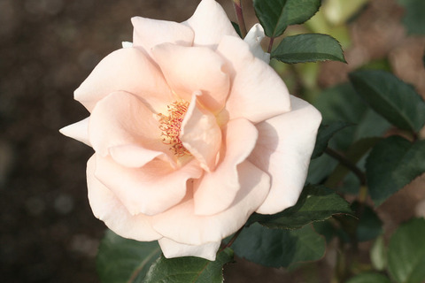 ローズ　ドラジェ0275