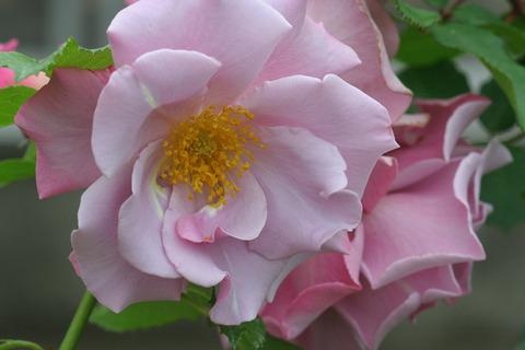 ブルーベリー　ヒル1649