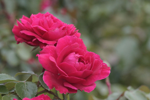 レッド　レオナルド　ダ　ビンチsIMG_6268