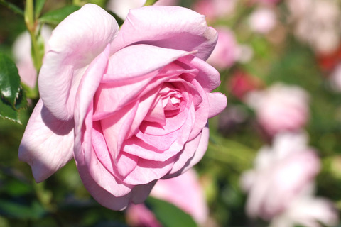 エンチャンティッド　イブニングsDSCF9569