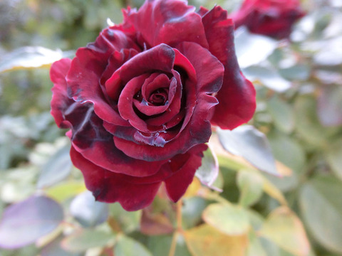 ニコロ　パガニーニsCIMG5908