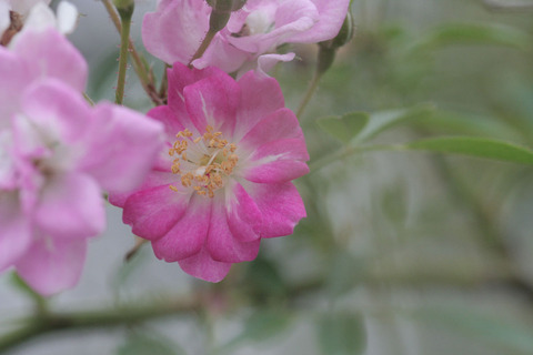 やめつひめ　八女津姫　（やめつひめ）sIMG_6312