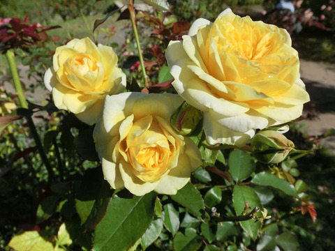 サンライト　ロマンティカsCIMG8212