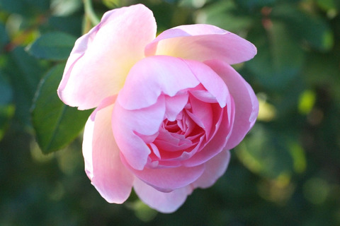 セプタード　アイルsDSCF9240